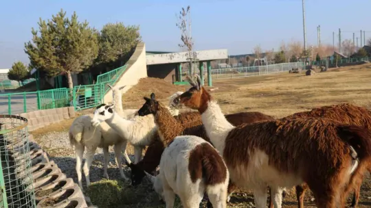 Hayvanat bahçesi sakinlerine kışa özel bakım