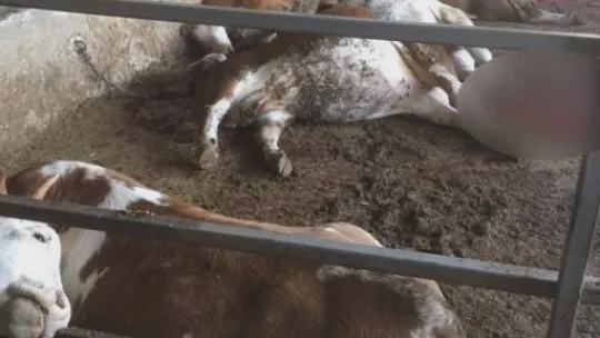 Hayvanları telef olan aile ortada kaldı