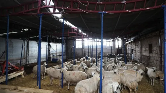 Hayvanları telef olmaktan kurtarılan çiftçi, Başkan Çolakbayrakdar'a teşekkür etti