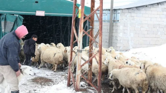 Hayvanları telef olmaktan kurtarılan çiftçi, Başkan Çolakbayrakdar'a teşekkür etti