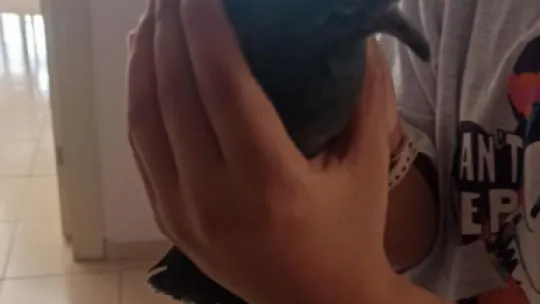 İtfaiyeden 1 saatlik güvercin kurtarma operasyonu