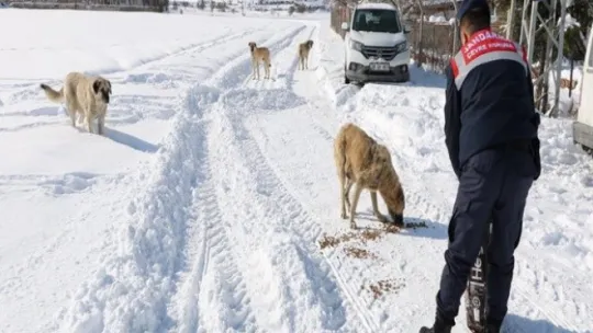 Jandarma sokak hayvanlarını ve yılkı atlarını besledi