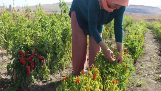 Kadınlar topraktan sofraya üretim yapıyor
