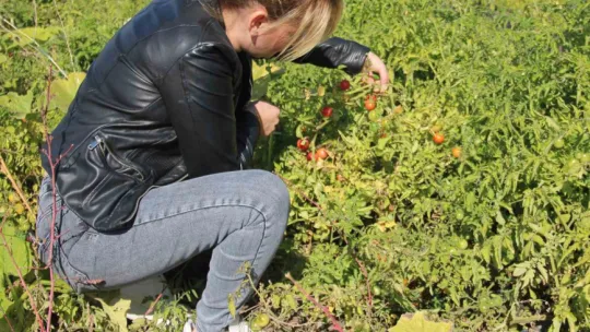 Kadınlar topraktan sofraya üretim yapıyor