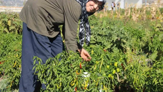 Kadınlar topraktan sofraya üretim yapıyor