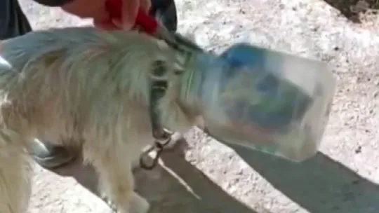 Kafası bidona sıkışan köpeği itfaiye kurtardı