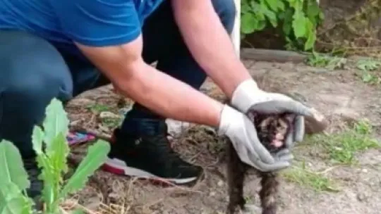 Kafası konserve kutusuna sıkışan kedi kurtarıldı