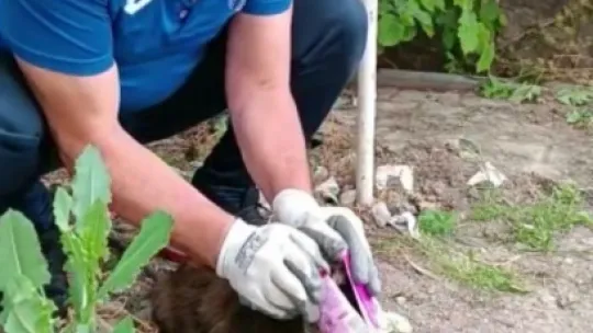 Kafası konserve kutusuna sıkışan kedi kurtarıldı