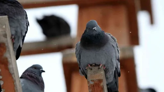 Kar, Kayseri'ye çok yakıştı