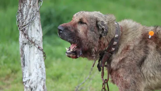 Kasıtlı tahrik edilen köpek 'silahla tehdit' suçu oluşturuyor