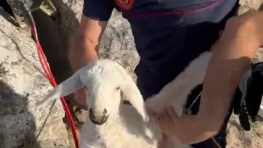 Kayalıklara sıkışan kuzu 2,5 saatlik çalışma ile kurtarıldı
