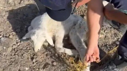 Kayalıklara sıkışan kuzu 2,5 saatlik çalışma ile kurtarıldı