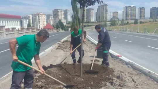 Büyükşehir'den 240 bin fidan daha