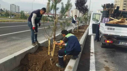 Büyükşehir'den 240 bin fidan daha