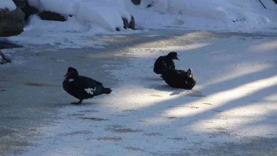 Kayseri buz tuttu