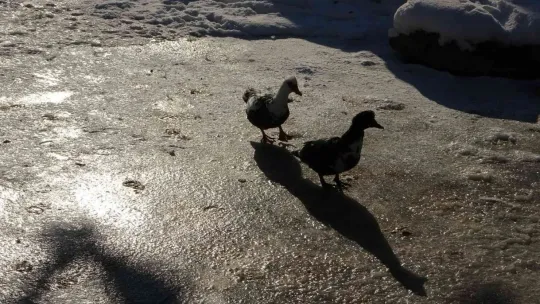 Kayseri buz tuttu