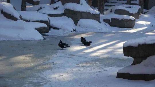 Kayseri buz tuttu