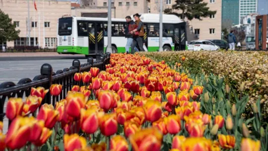 Kayseri'de 1 milyon çiçek toprakla buluşacak