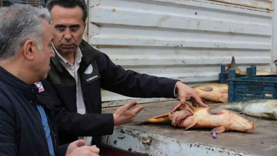 Kayseri'de 2 buçuk ton kaçak balık ele geçirildi
