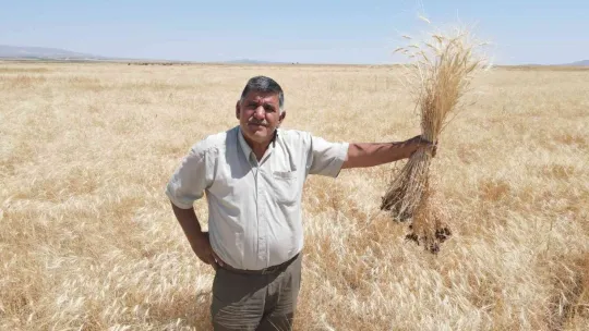 Kayseri'de ata yadigarı gacerin hasadı başladı