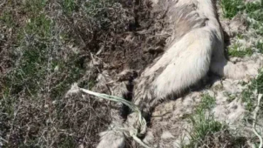 Kayseri'de ayakları bağlı 2 köpek ölüsü bulundu