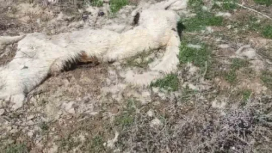 Kayseri'de ayakları bağlı 2 köpek ölüsü bulundu