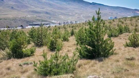 Kayseri'de bir yılda 3 bin 400 futbol sahası büyüklüğündeki alan ağaçlandırıldı