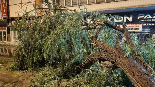 Kayseri'de şiddetli rüzgar ağaçları devirdi, vatandaşlar yolda mahsur kaldı