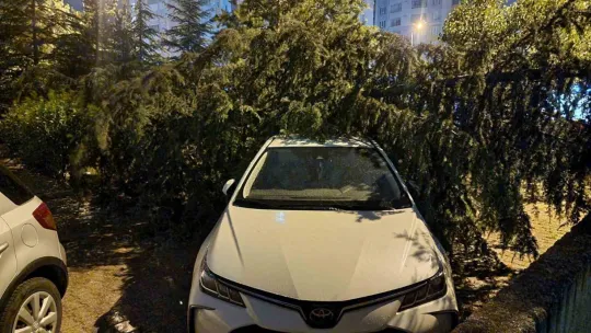 Kayseri'de şiddetli rüzgar ağaçları devirdi, vatandaşlar yolda mahsur kaldı