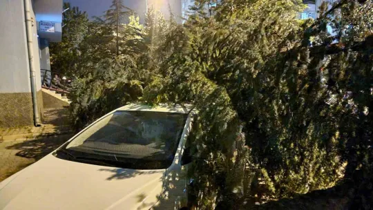 Kayseri'de şiddetli rüzgar ağaçları devirdi, vatandaşlar yolda mahsur kaldı