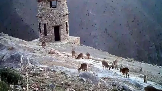 Kayseri'de yaban hayatı 26 fotokapanla takip ediliyor