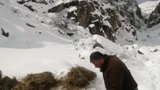 Kayseri'de yaban hayatına destek