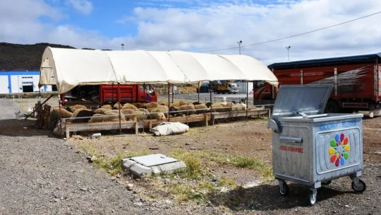 Kocasinan Belediyesi'nin profesyonel kurban hizmeti, çiftçilerin takdirini kazandı