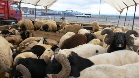 Kocasinan Belediyesi'nin profesyonel kurban hizmeti, çiftçilerin takdirini kazandı