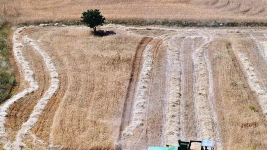 Kocasinan'da geçen yıl çiftçilere dağıtılan gacer buğdayının hasadı yapıldı