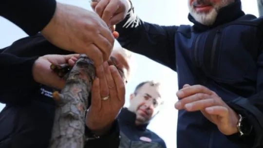 Kocasinan'da yabani alıç ağaçları, ekonomik değere dönüşüyor
