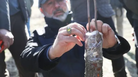 Kocasinan'da yabani alıç ağaçları, ekonomik değere dönüşüyor