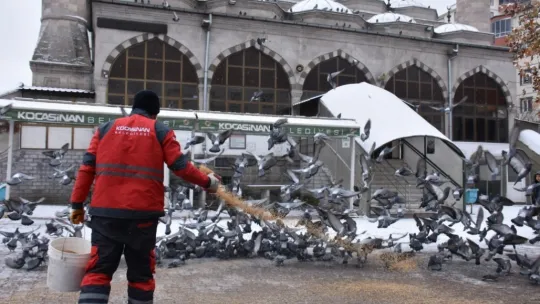 Kış mevsimi boyunca sokak ve yaban hayvanları için 18 ton yem