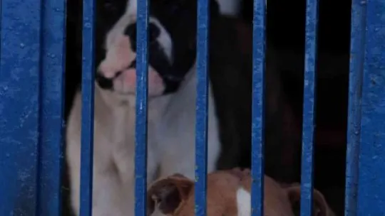 Köpek barınağı yasaklı ırk köpeklerle doldu