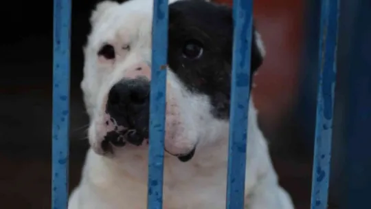 Köpek barınağı yasaklı ırk köpeklerle doldu