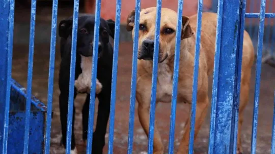 Köpek barınağı yasaklı ırk köpeklerle doldu