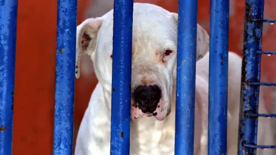 Köpek barınağı yasaklı ırk köpeklerle doldu