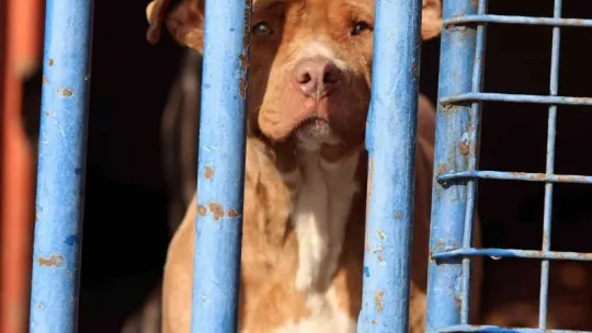 Köpek barınağı yasaklı ırk köpeklerle doldu