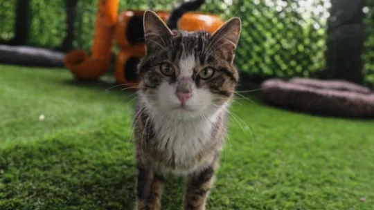 Kedi Kasabası Açılıyor