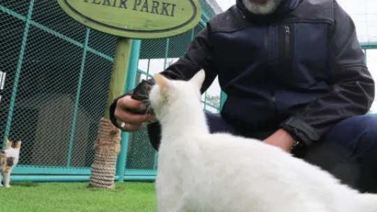 Kedi Kasabası Açılıyor