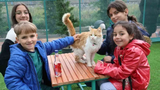 Küçük Dostlar Kedi Kasabası Açıldı