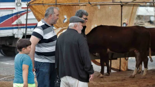 Kurbanlıklar görücüye çıktı, sıkı pazarlıklar başladı