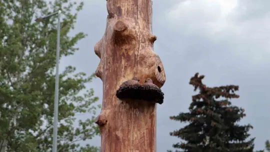Kuruyan ağaçlar sanat eserine dönüştü