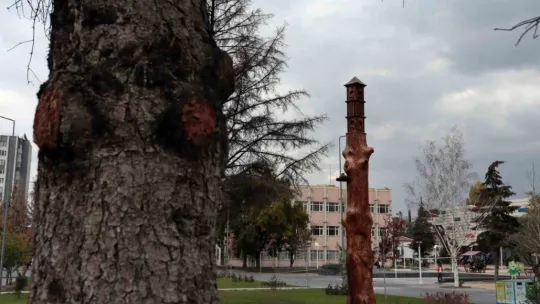 Kuruyan ağaçlar sanat eserine dönüştü
