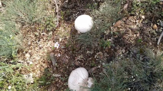 Mantar deyip geçmeyin: Ölüme götürebilir